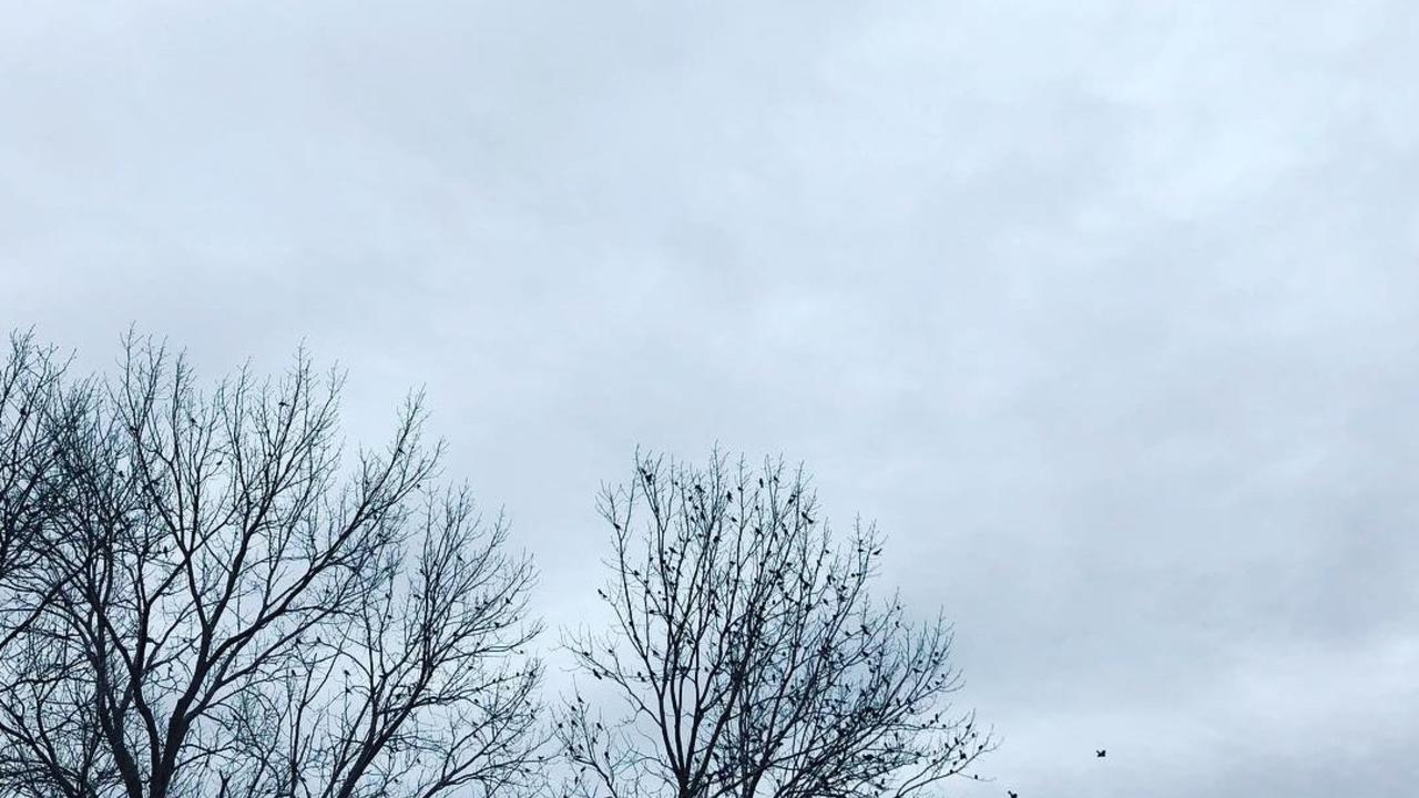 树木在冬天