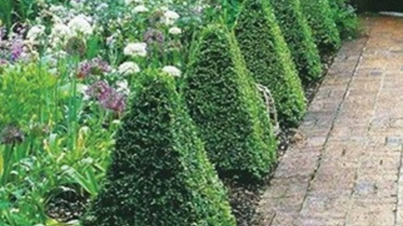 花园里的花园里的三角形