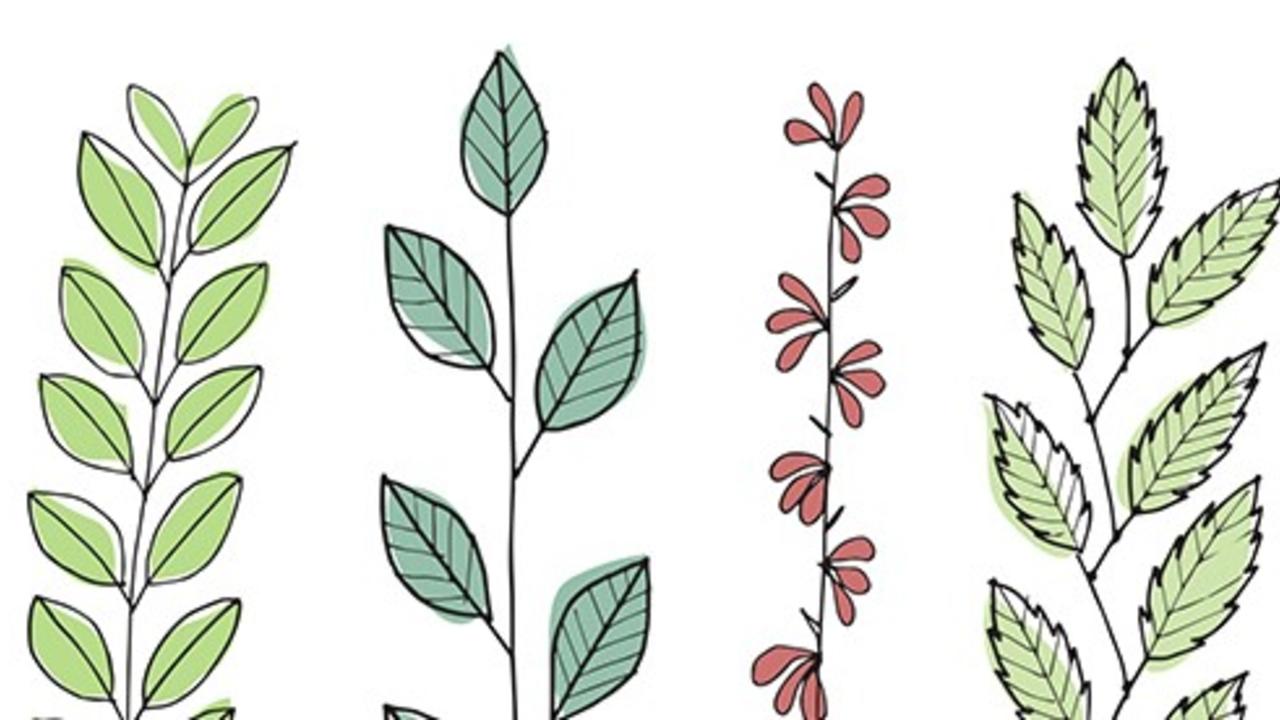 叶插图