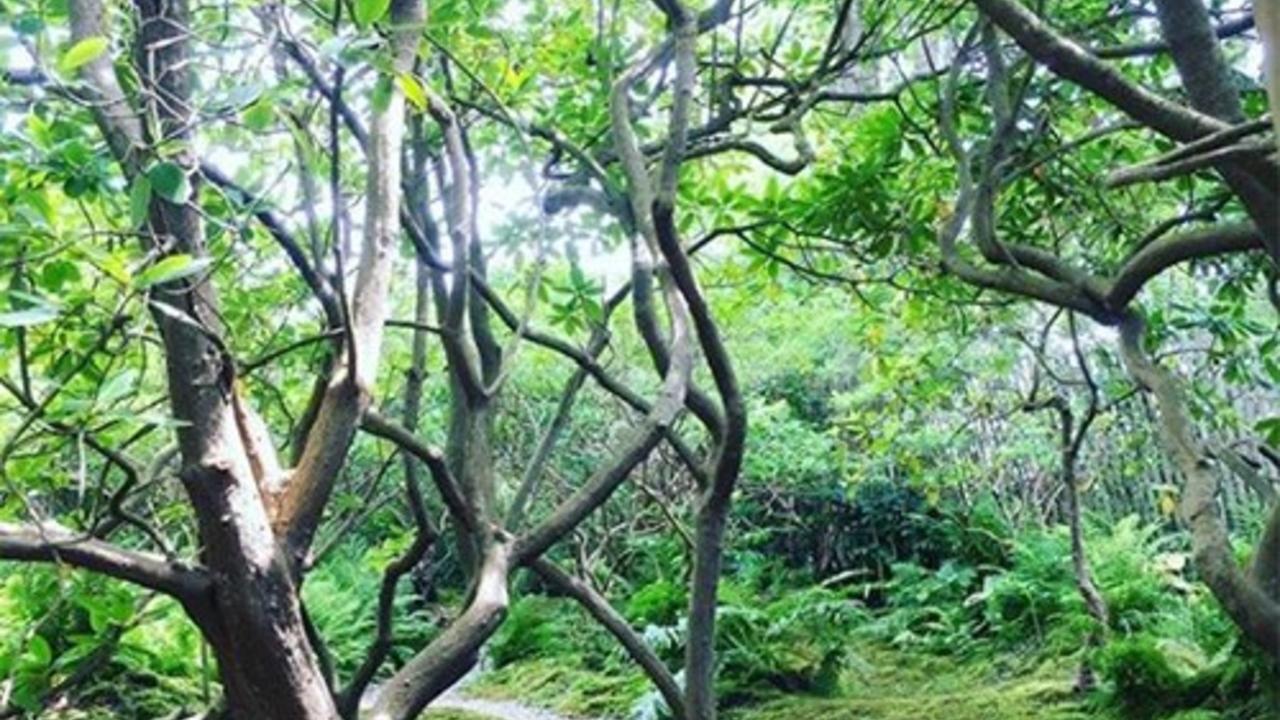 花园里的神秘之例