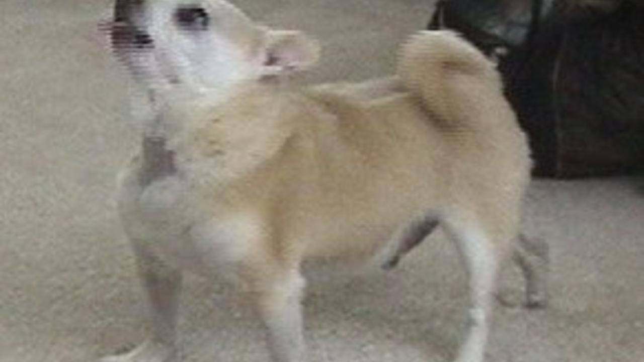 apart vision chihuahuas