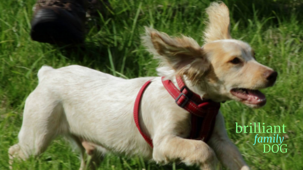 what dog breed would suit me