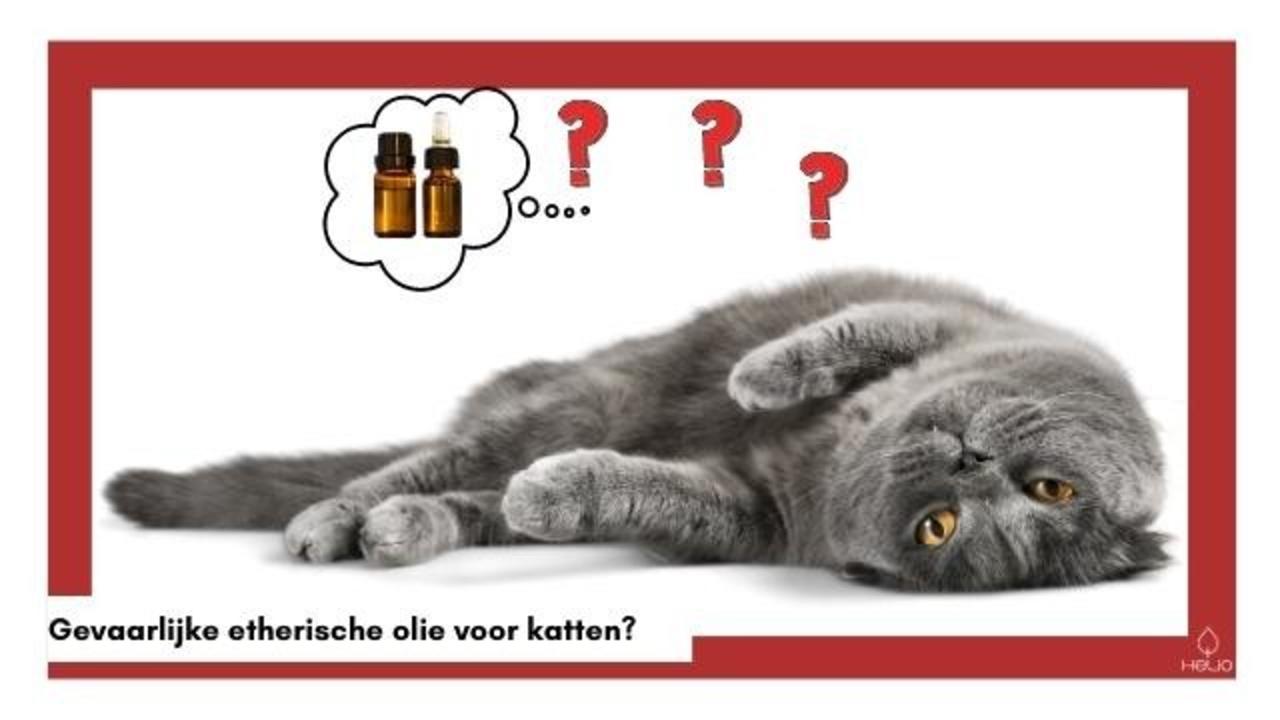 Zijn etherische oliën gevaarlijk voor katten?