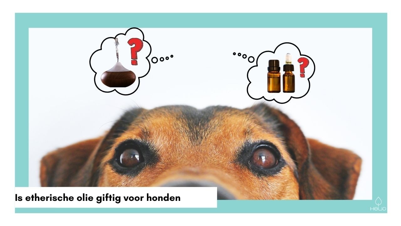 giftige oliën voor honden