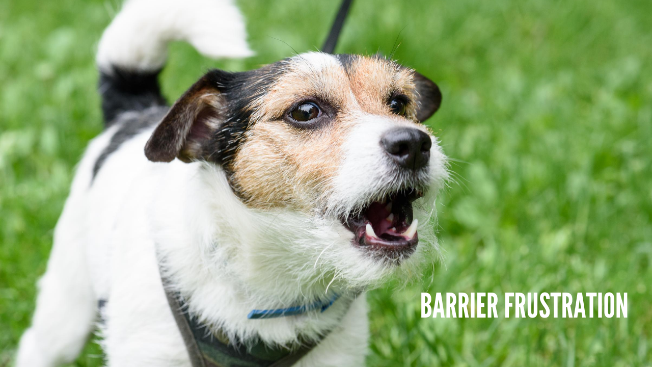 Metropawlitan Dog Training - Barrier Frustration