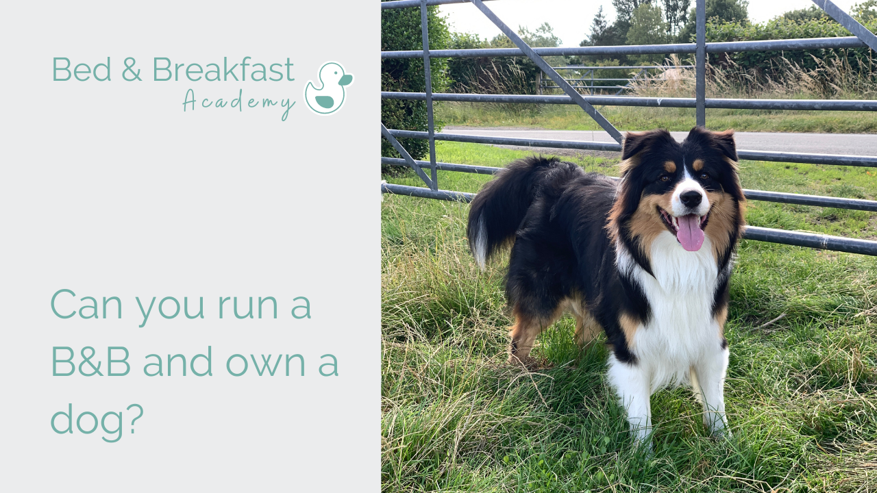 Can you run a B&B and own a dog? | tri colour Australian Shepherd by gate in field | Owning a B&B Dog