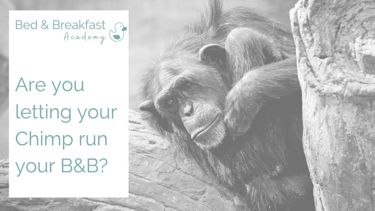 Are you letting your chimp run your B&B | grumpy chimp | running a bed and breakfast