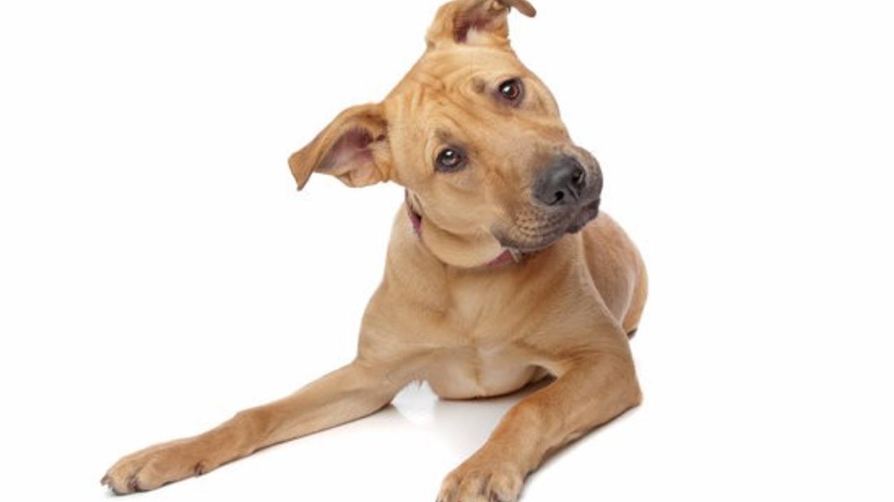 4 Normal Dog Behaviors That Are Problems For Us