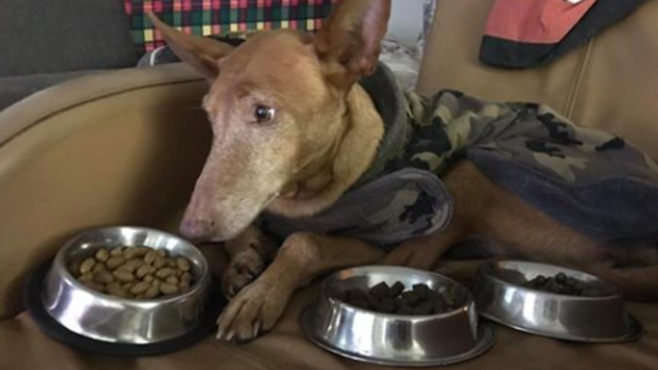 hond niet eten en drinken