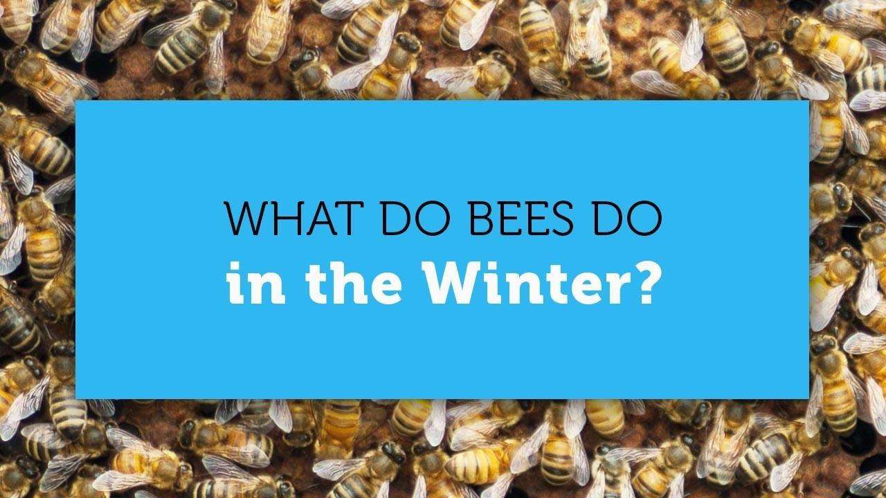 what honeybees do in the winter blog cover