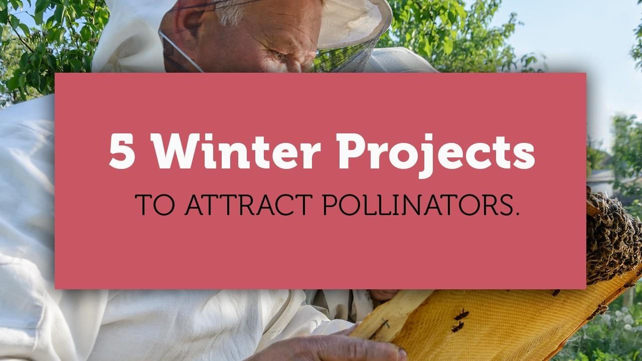 5 winter garden project for the pollinators blog title image