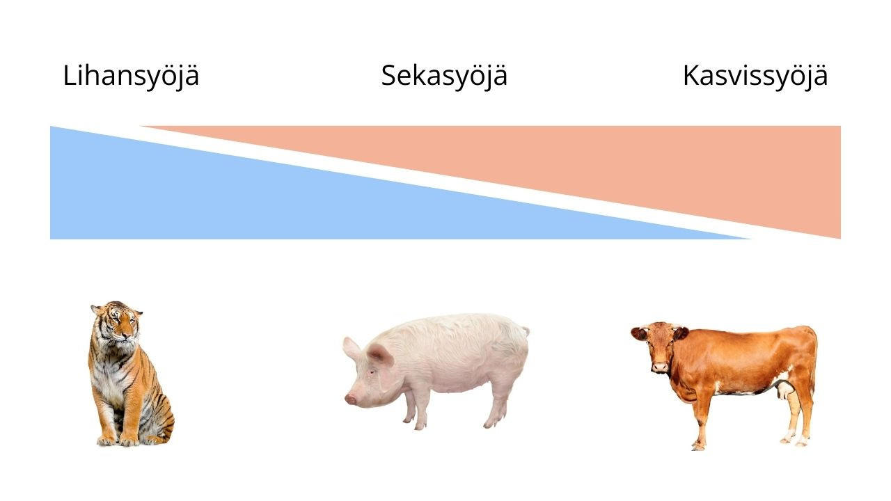 koira on lihansyoja eika sekasyoja