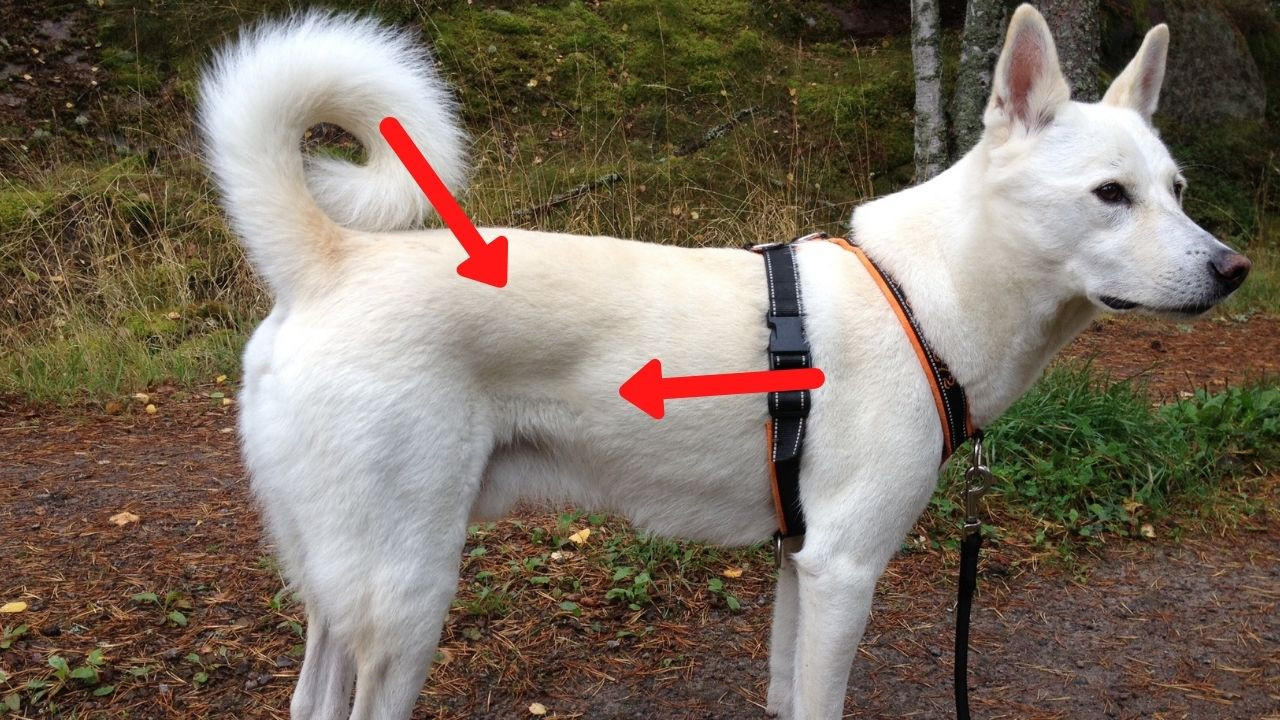 koiran laihduttaminen ruokavalio