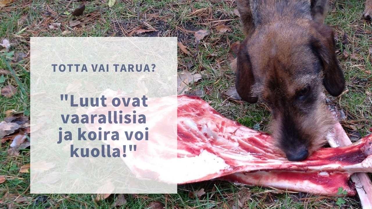 luut ovat vaarallisia koiralle
