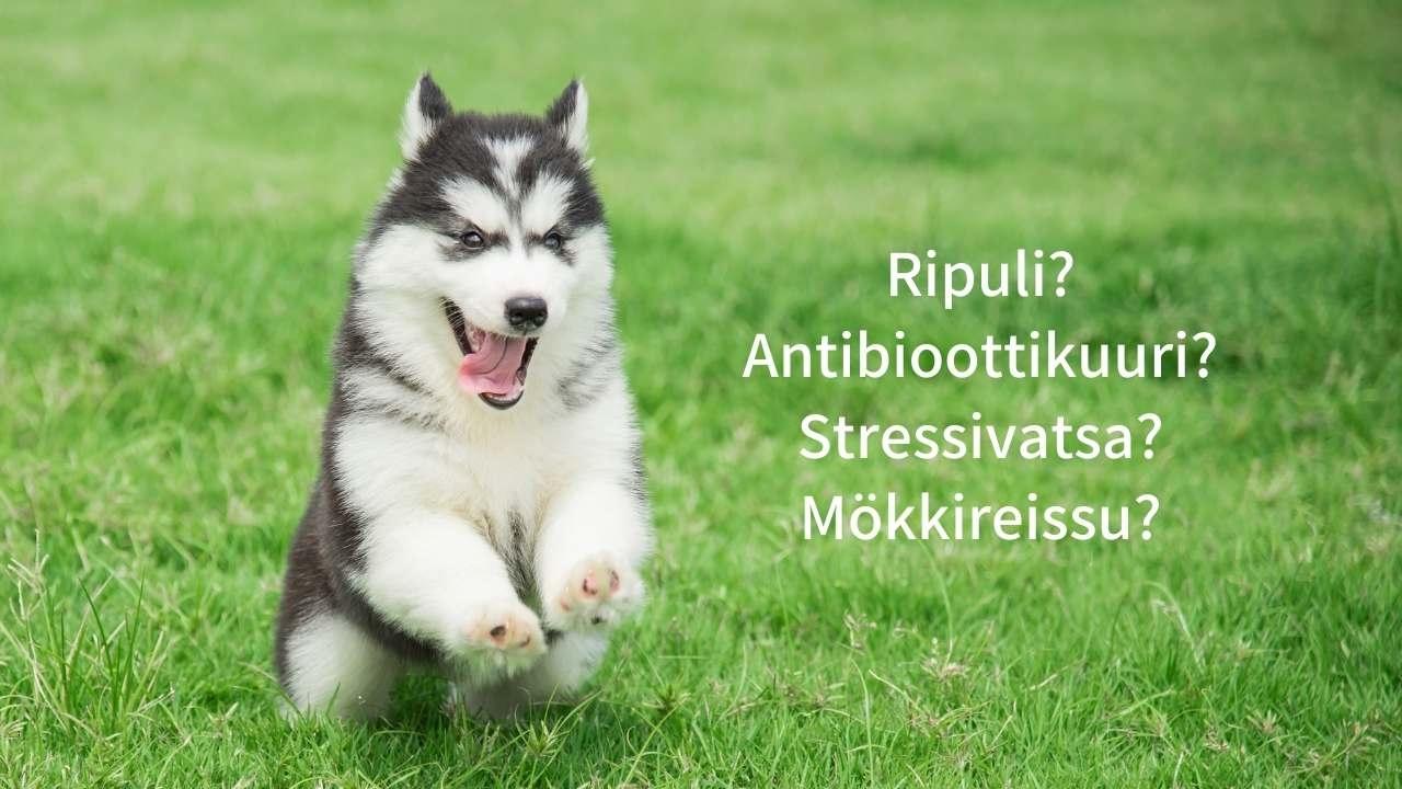 Parhaat maitohappobakteerit koiralle ripulin hoitoon