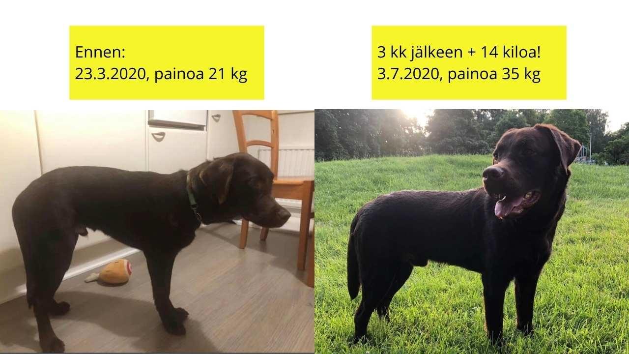 Allergian, ihoongelmien ja kutinan hoito ruokavaliolla