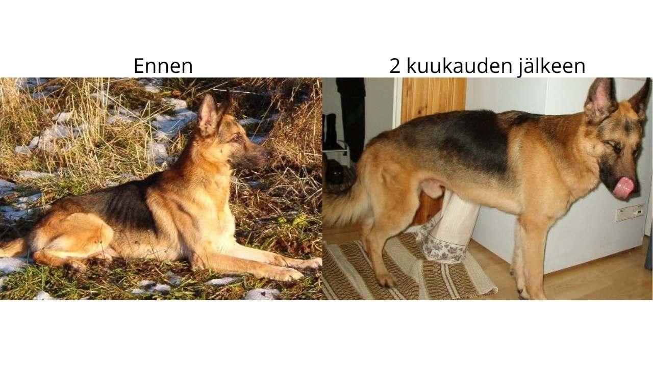 haiman vajaatoiminta koiralla