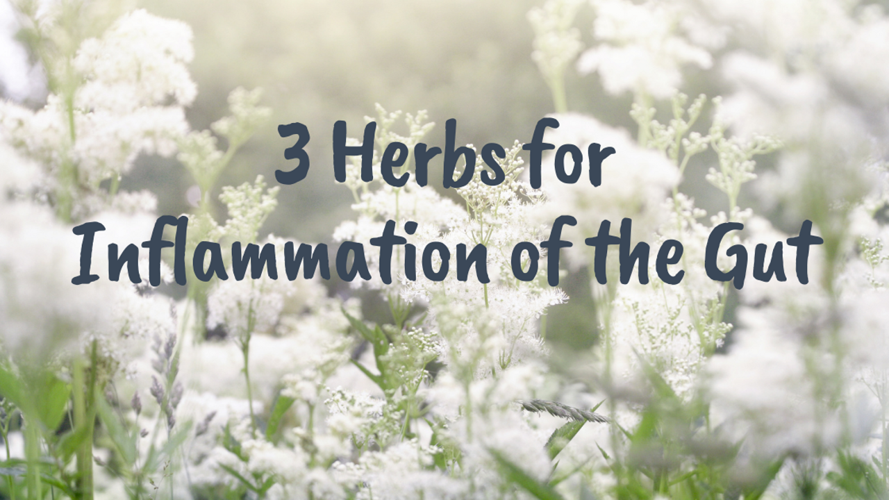 A field of meadowsweet with the words 3 Herbs for Inflammation of the Gut