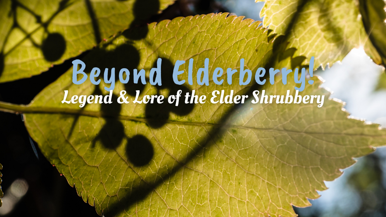 closeup of elder shrub with the words Beyond Elderberry Legend & Lore of the Elder Shrubbery