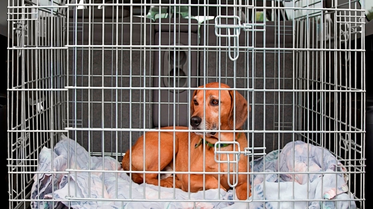 Blaffende honden bijten zeker wél (soms)!