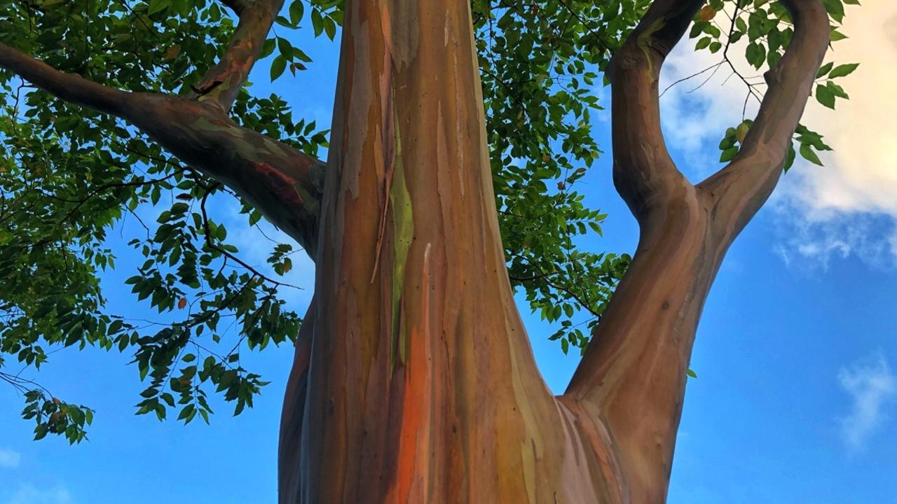 rainbow tree