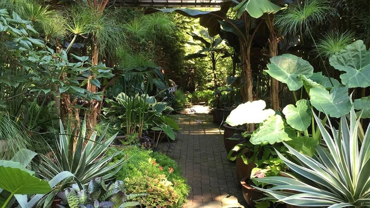 tropical side yard