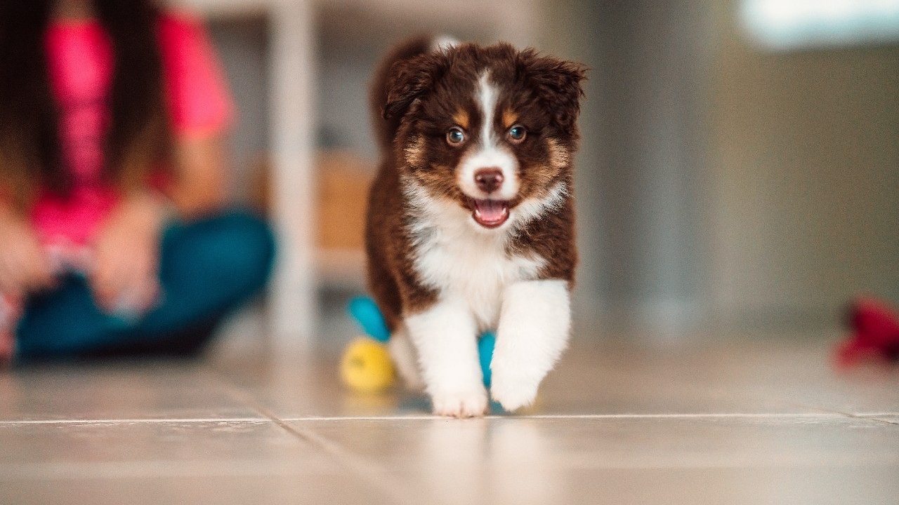 ¿Cómo hacer que mi perro se aprenda su nombre?