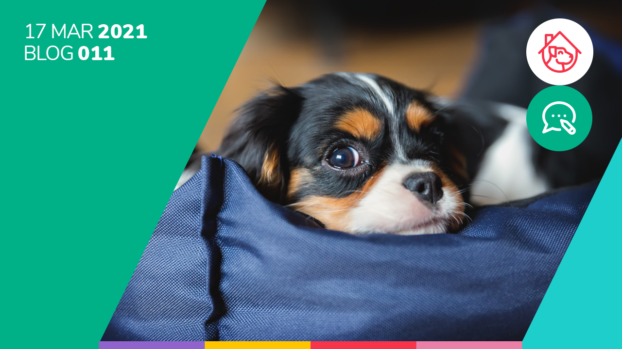 ¿Qué hacer si a mi perro le da hipo?