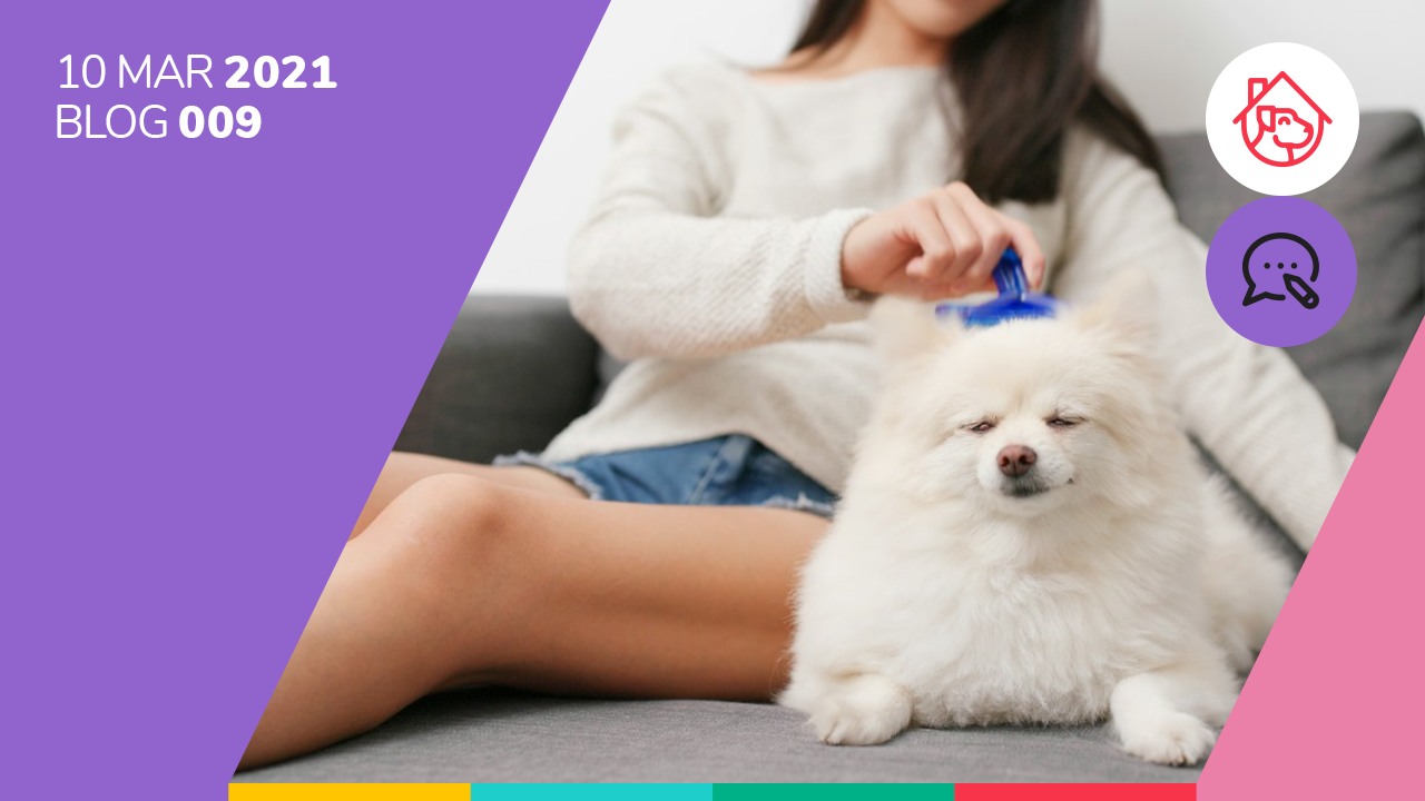 ¿Cómo quitarle los nudos del pelo a mi perro?