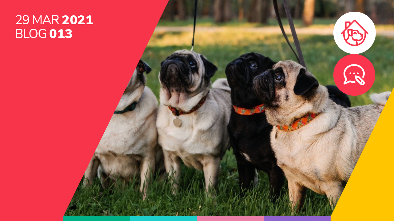 ¿Cuáles son las consecuencias de no sacar a tu perro a pasear?