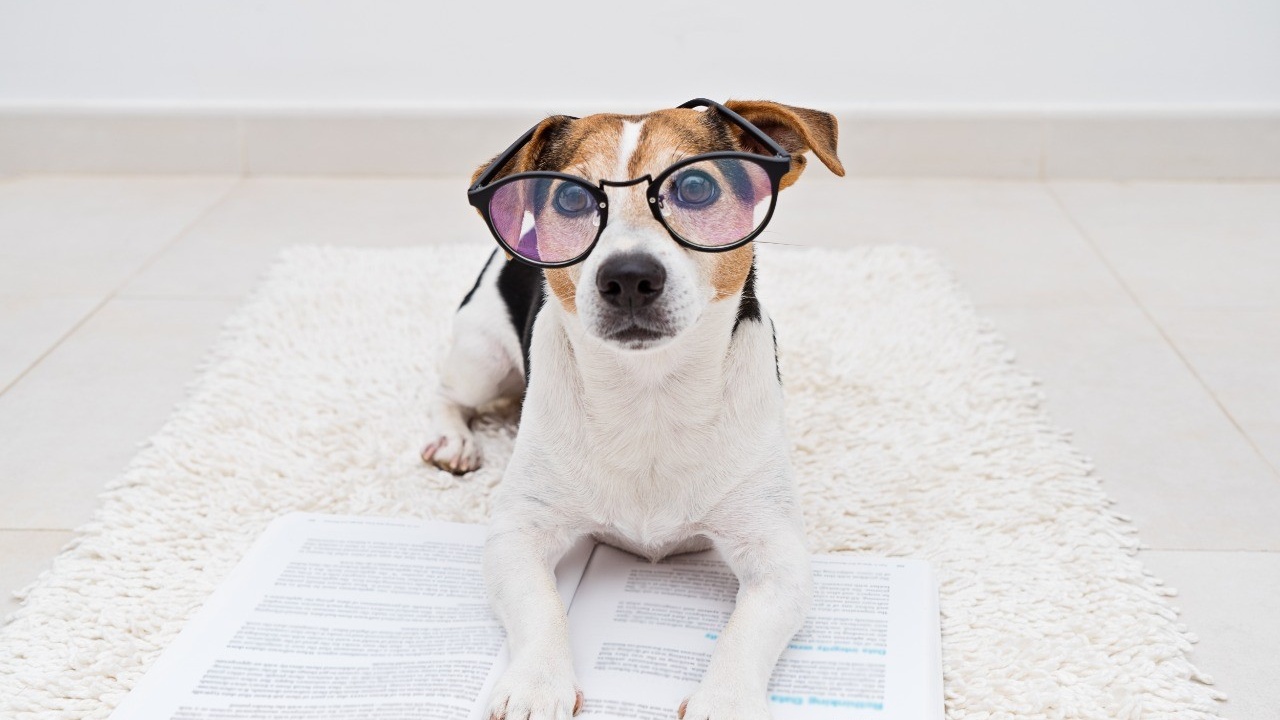 ¿Cuántas palabras entienden los perros?