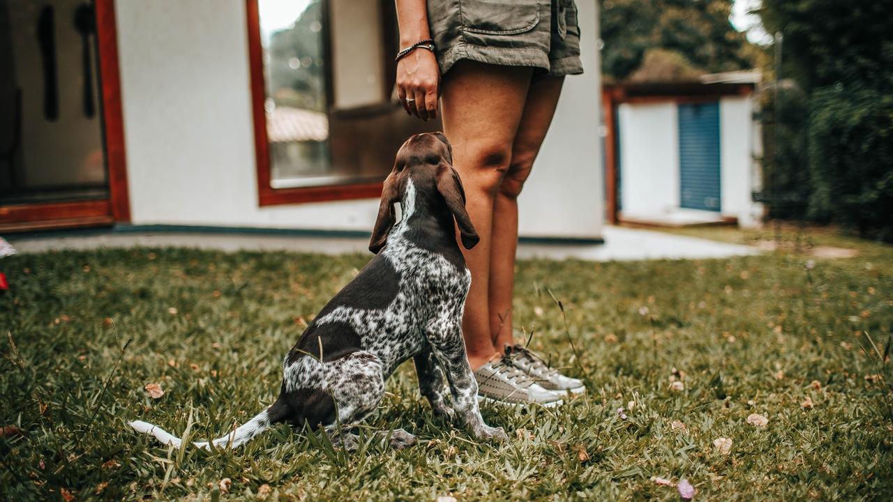 ¿Cómo enseñar a tu perro a ir al baño?
