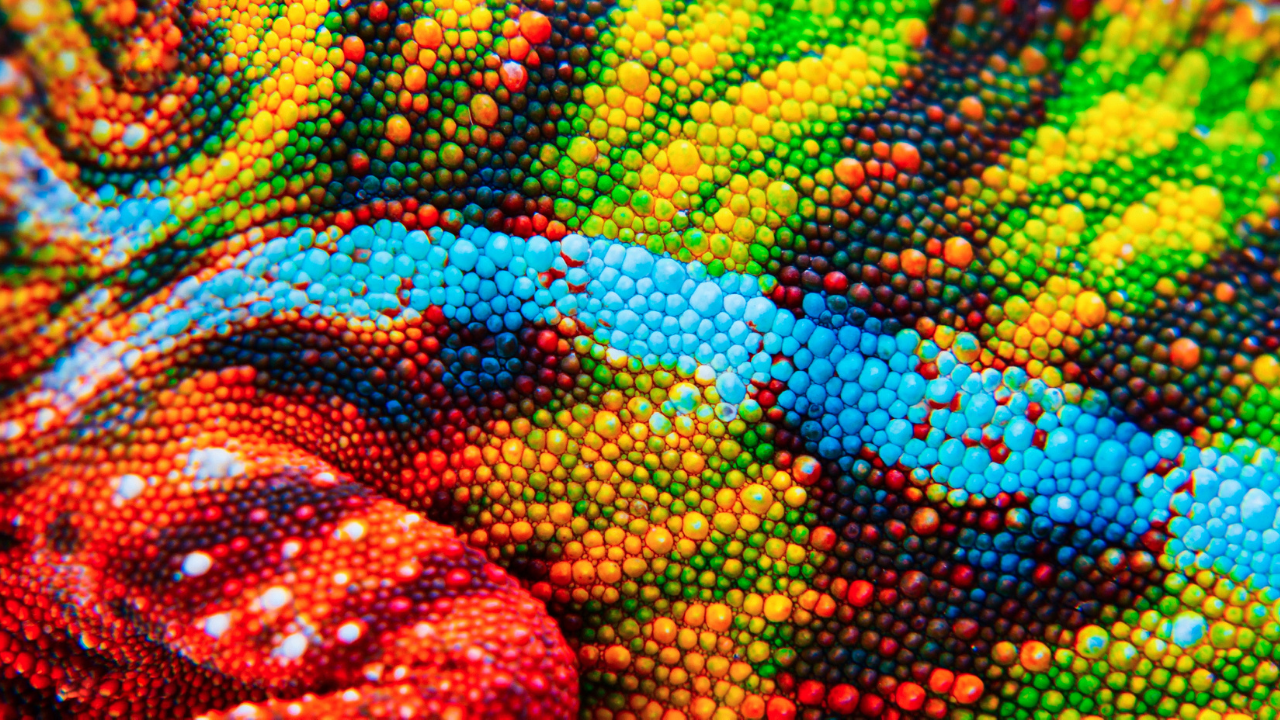 photo of a chameleon's multicoloured skin to represent changing colours to suit others