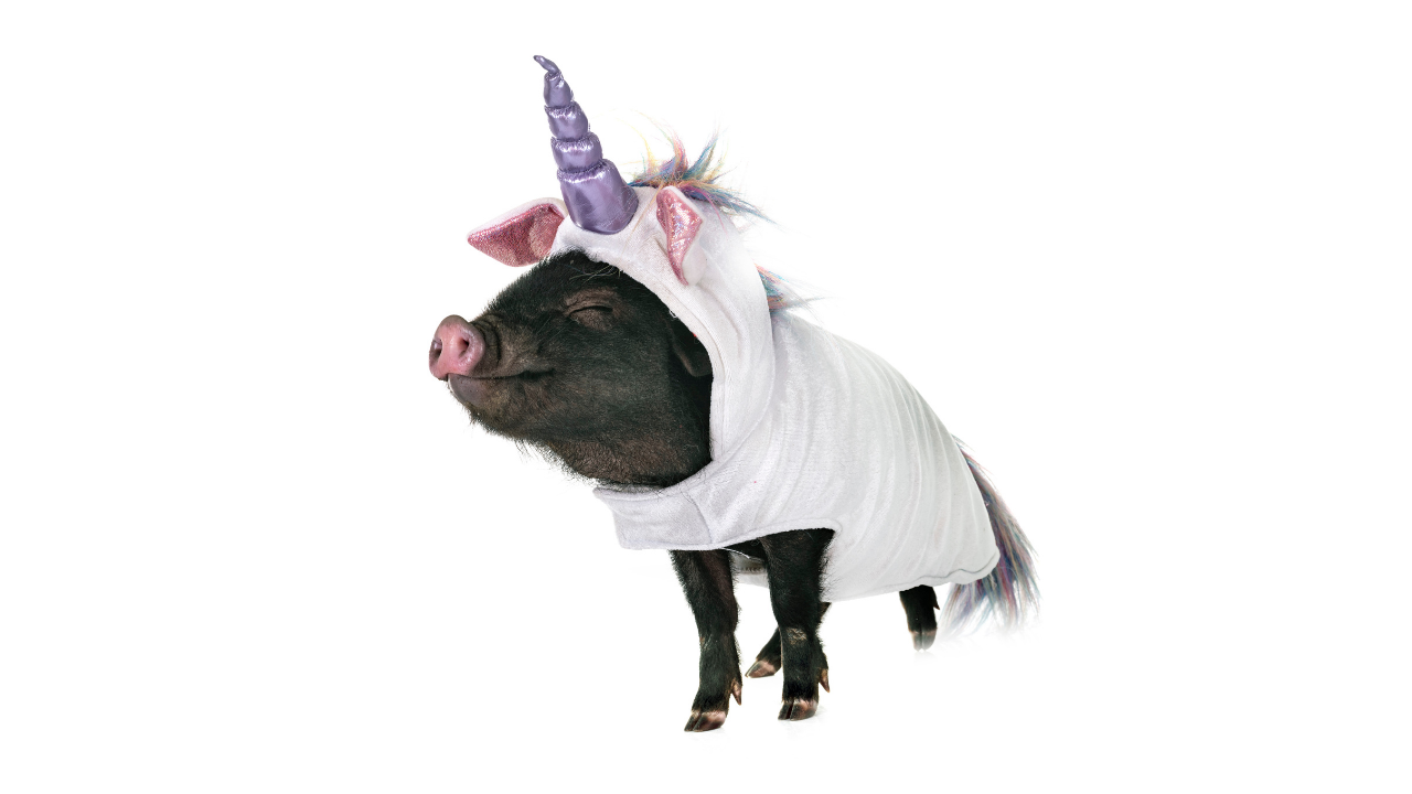 Pig dressed up as a unicorn - own our uniqueness