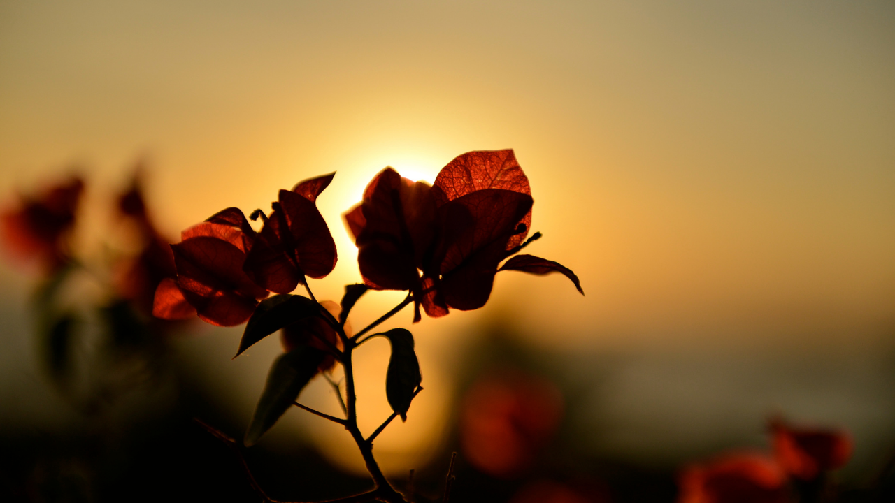 2 flowers grow side by side - Twin Flames - The Truth About Twin Flames - Leanne Juliette