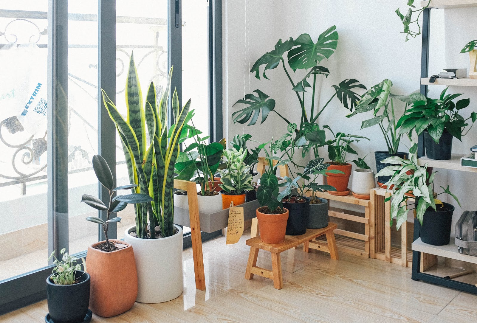 10 Best Indoor Plants For Apartment Dwellers