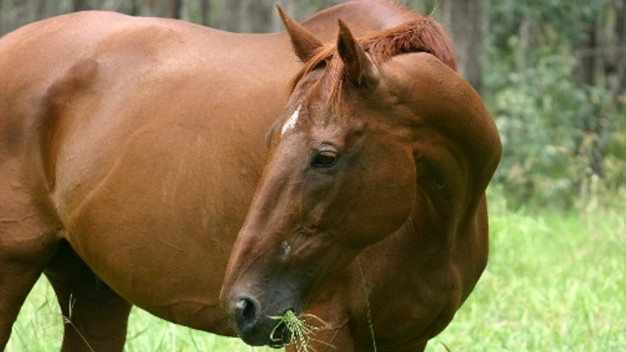 Equiculture horses and fibre