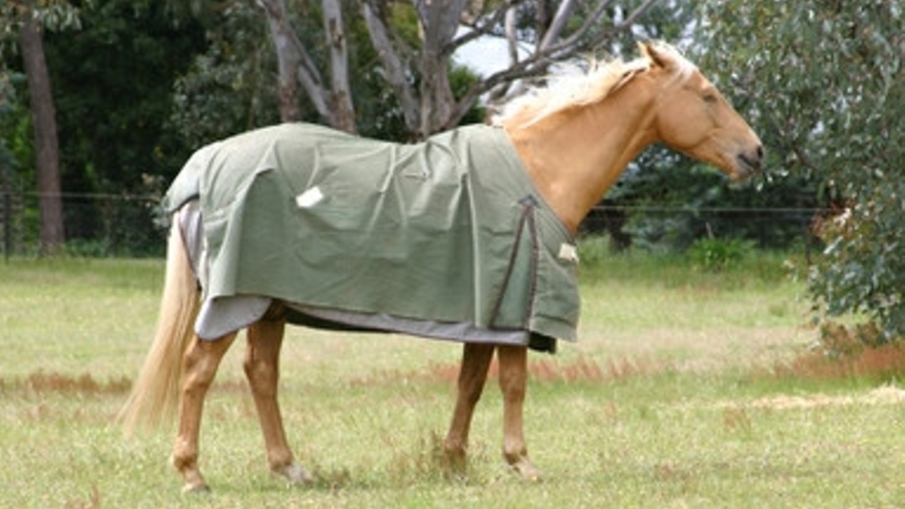 Equiculture horse wearing rug