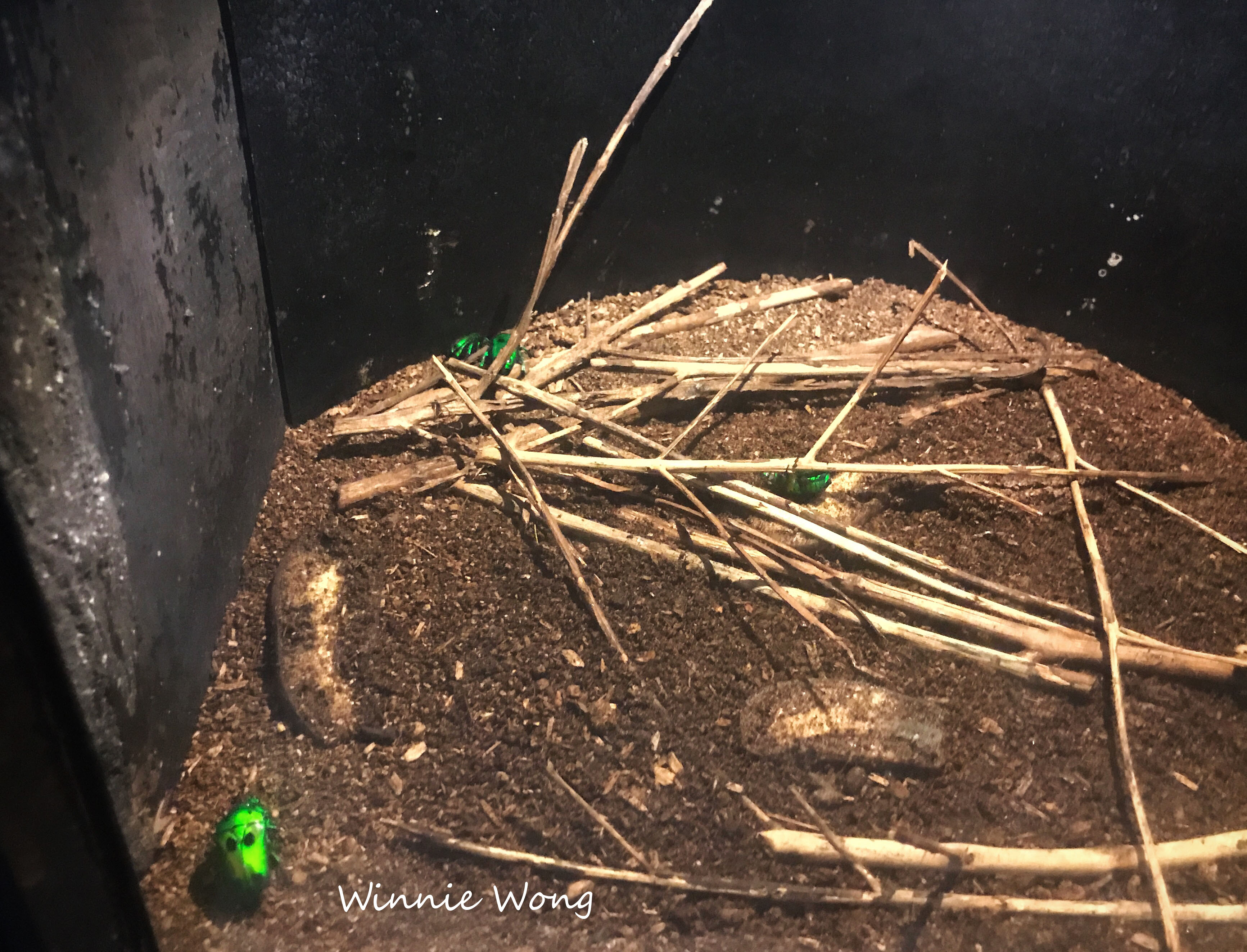 Entopia - the world’s first tropical butterfly and insect sanctuary