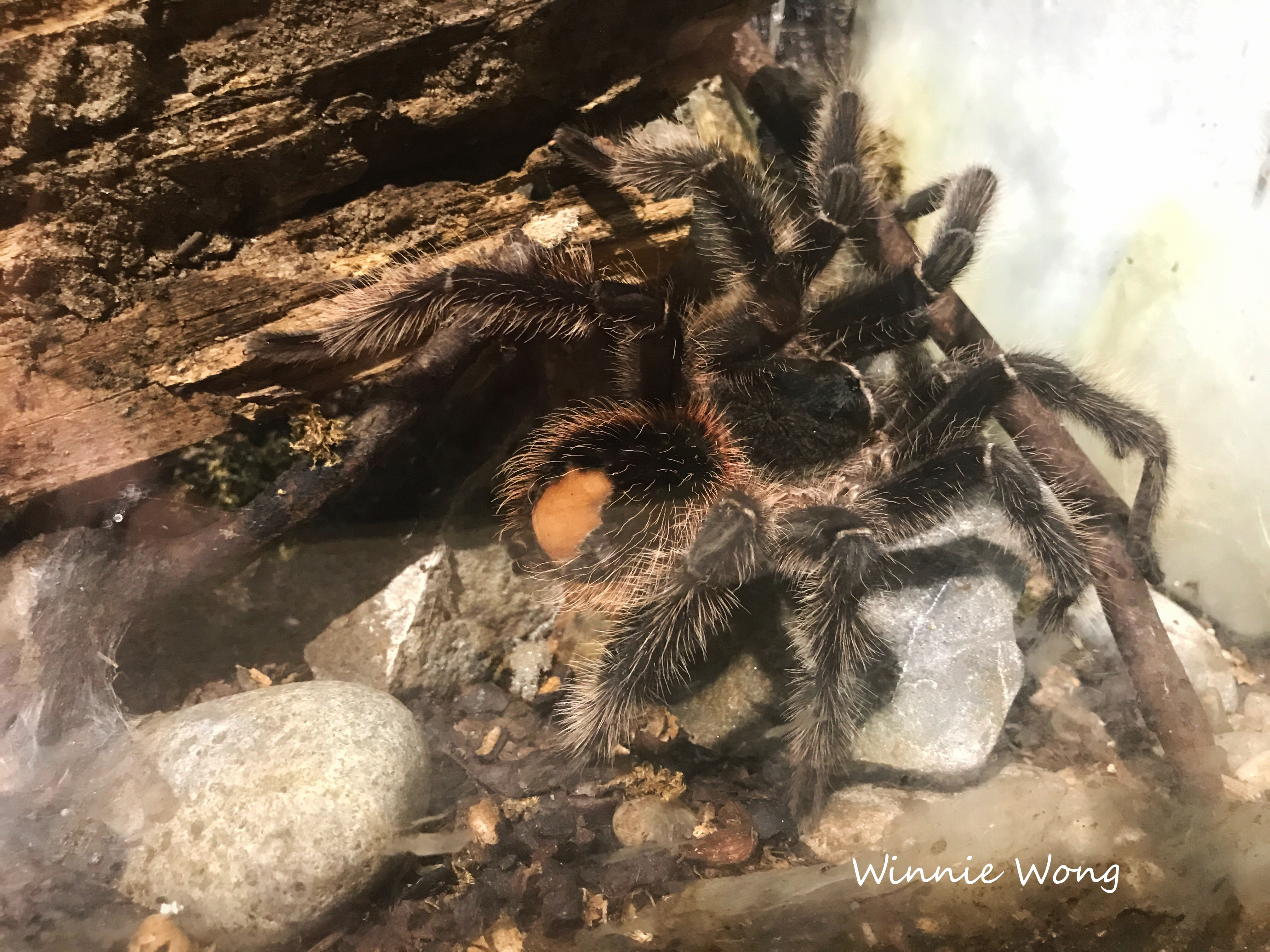 Entopia - the world’s first tropical butterfly and insect sanctuary