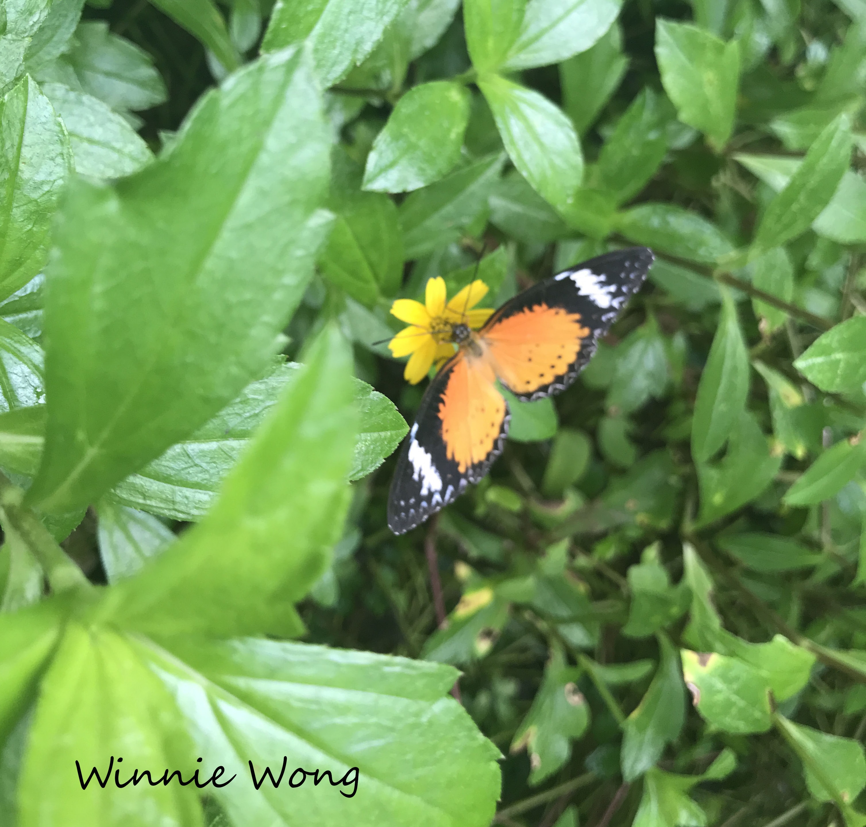 Entopia - the world’s first tropical butterfly and insect sanctuary