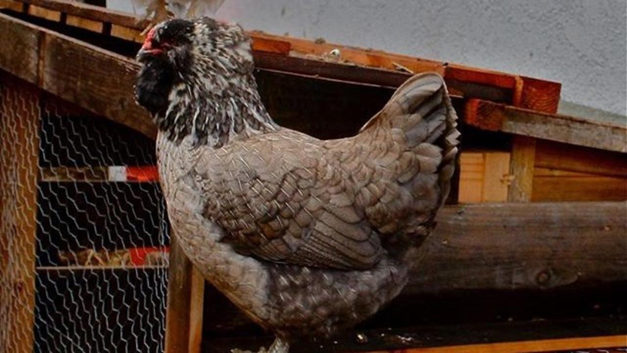 Backyard Chickens 101