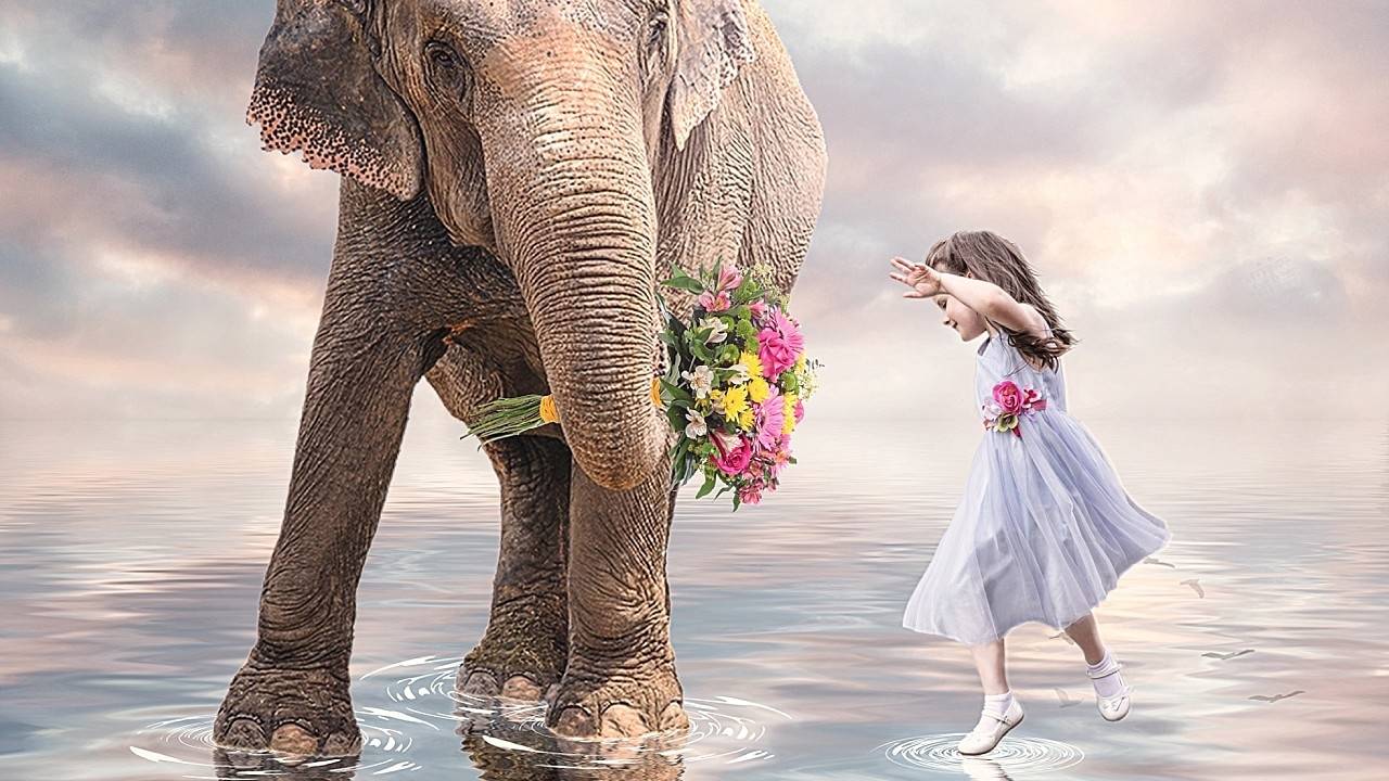 Recreating Dances with Elephant by Sean Concannon