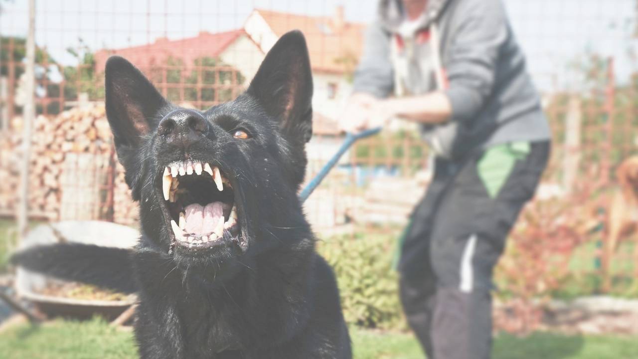 21 Reasons Why Your Leash Aggressive Dog Won't Stop Barking