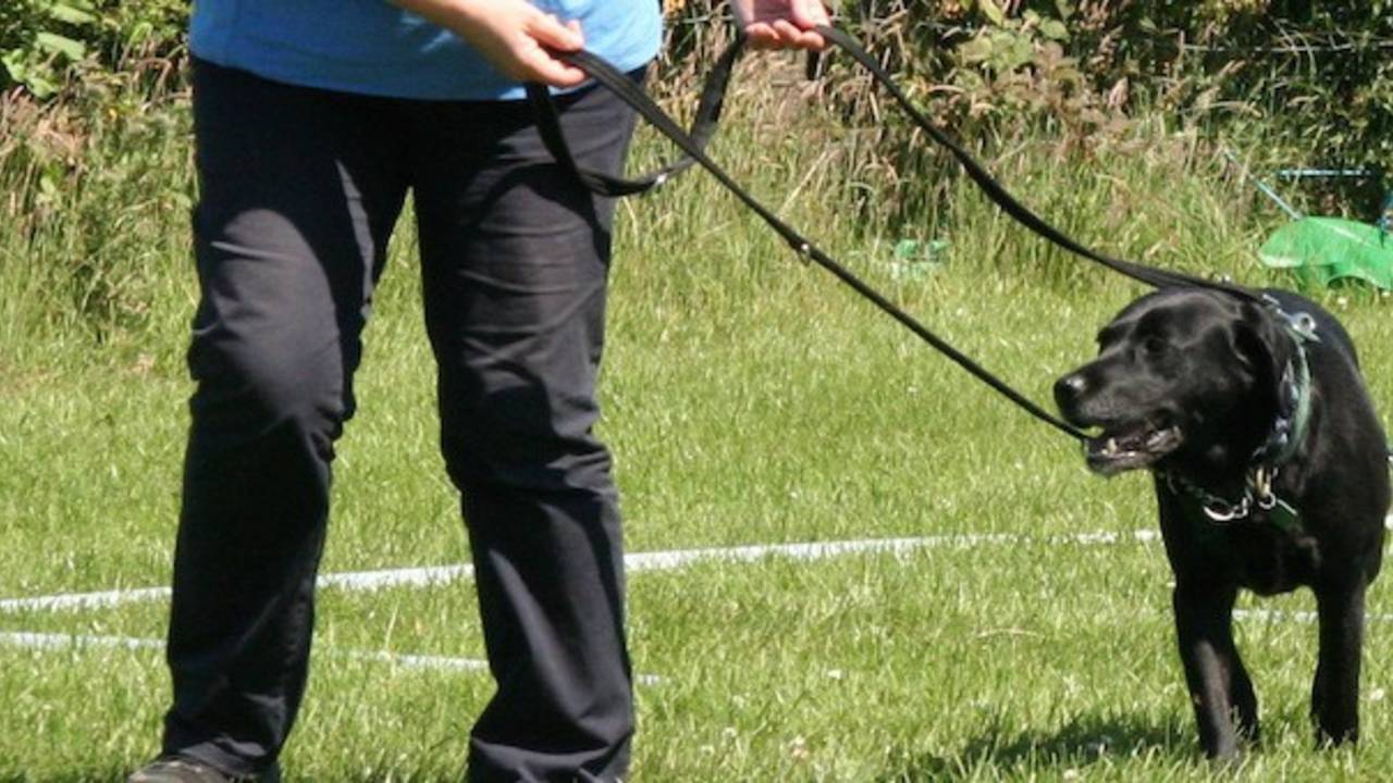 Six reasons a harness will stop your dog pulling