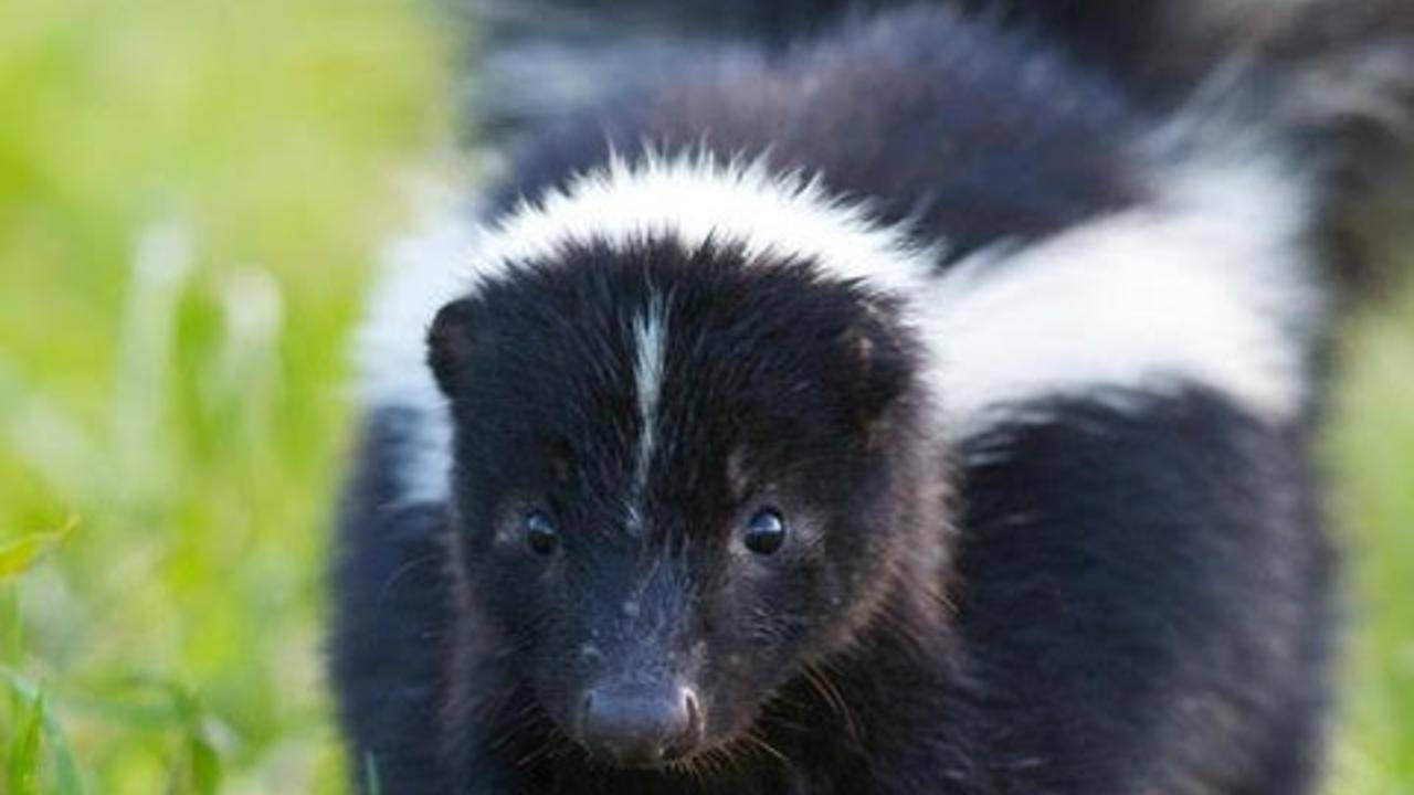 skunk cleaning solution