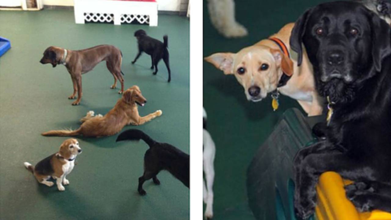 unneutered dog boarding