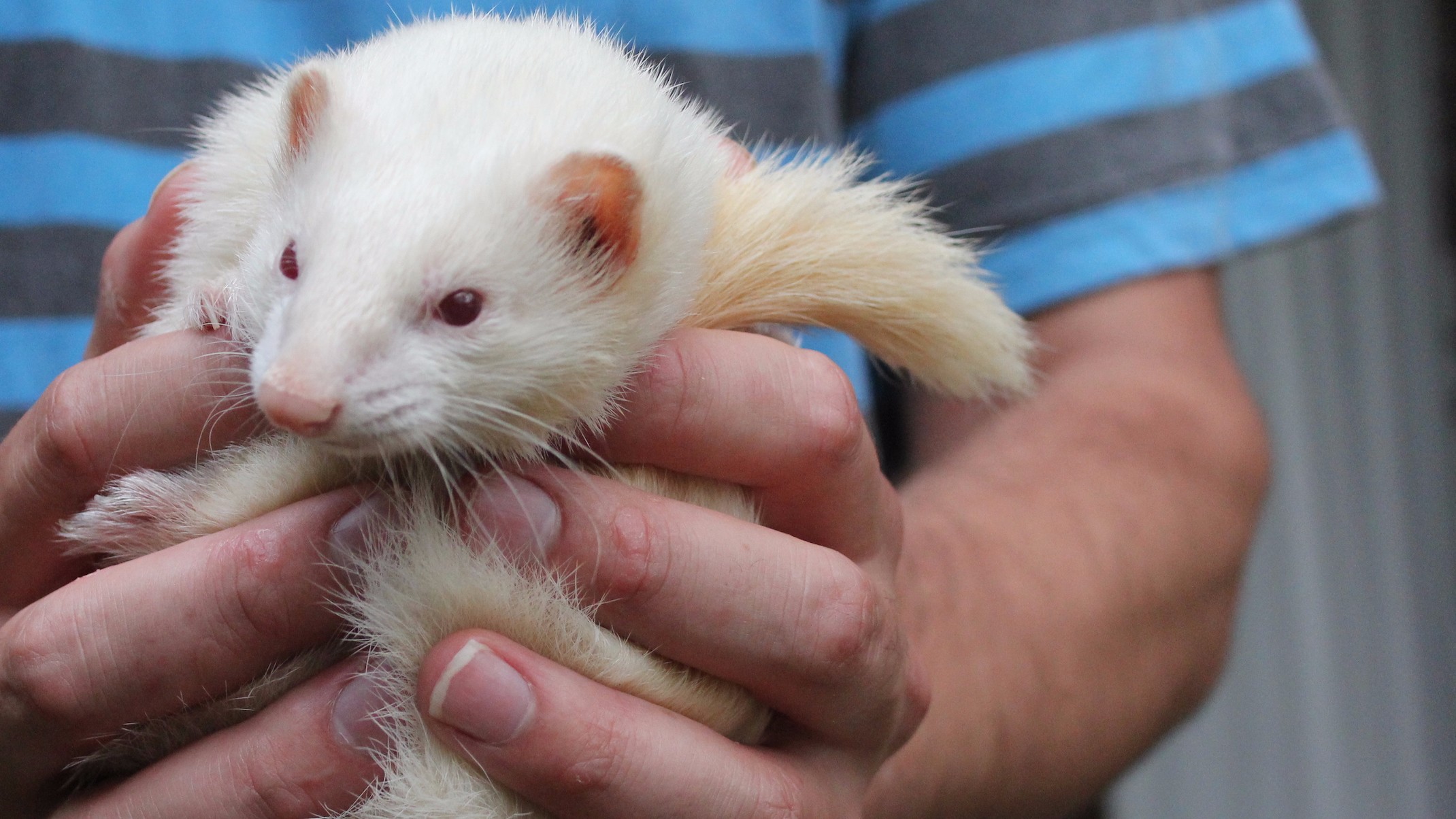 101 ferret games and homemade ferret toys