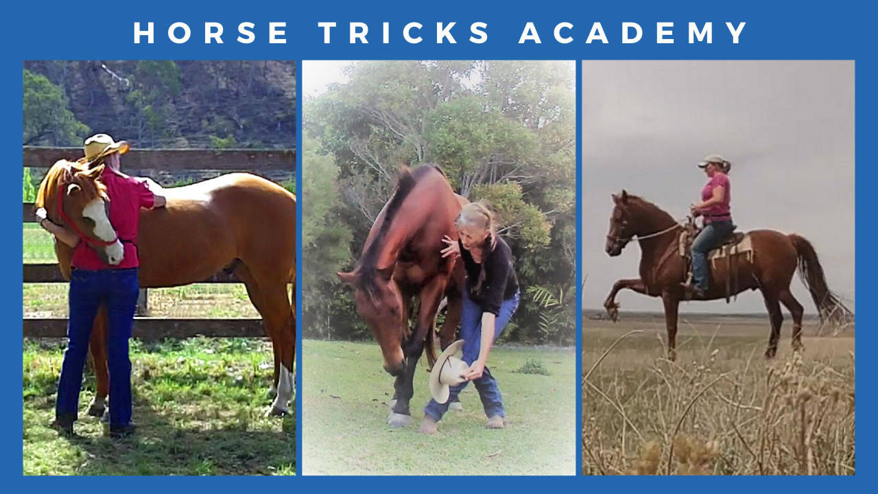 Horse Tricks Academy