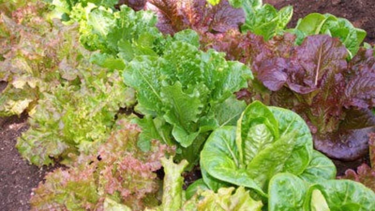 Leafy Greens Container Garden Course